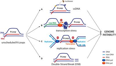 Sensing R-Loop-Associated DNA Damage to Safeguard Genome Stability